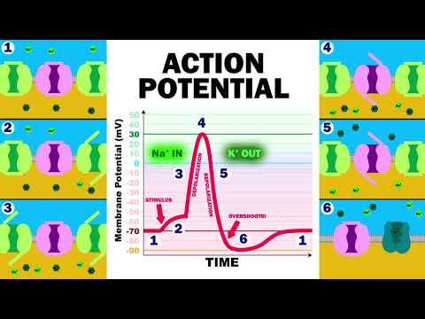 THE ACTION POTENTIAL