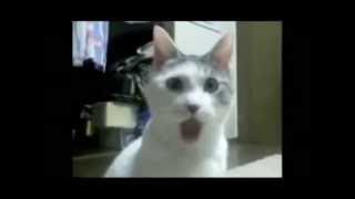 Omg Cat