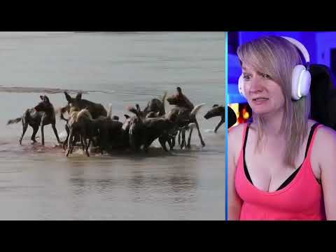 15 Petrifying Attacks By Merciless Wild Dogs Caught On Camera Part 2 | Luong Vlog