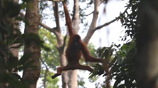 Wild Baby Orangutan in Borneo
