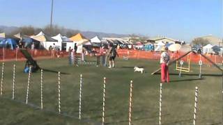 20110122 Oliver - AKC FAST.mpg