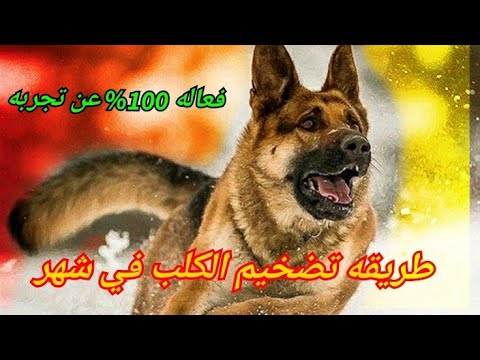 فيديو: تكبير عظم الفك في الكلاب