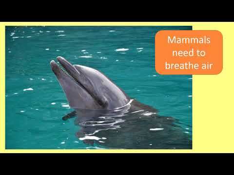 Key Features of Mammals | Hands-On Education | Animals for Kids | Science for Kids