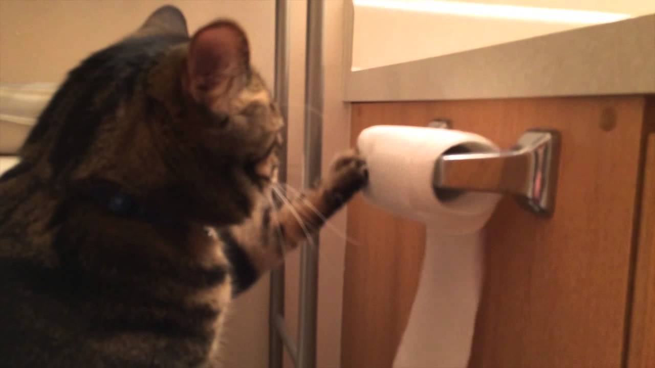 Fur Laughs: Cat Has Strong Opinion About Which Way Toilet Paper Roll Should  Go [Video] - Cattime