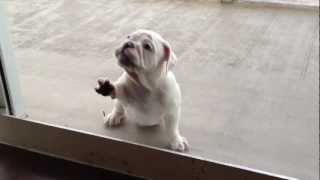 Oliver  English Bulldog Puppy