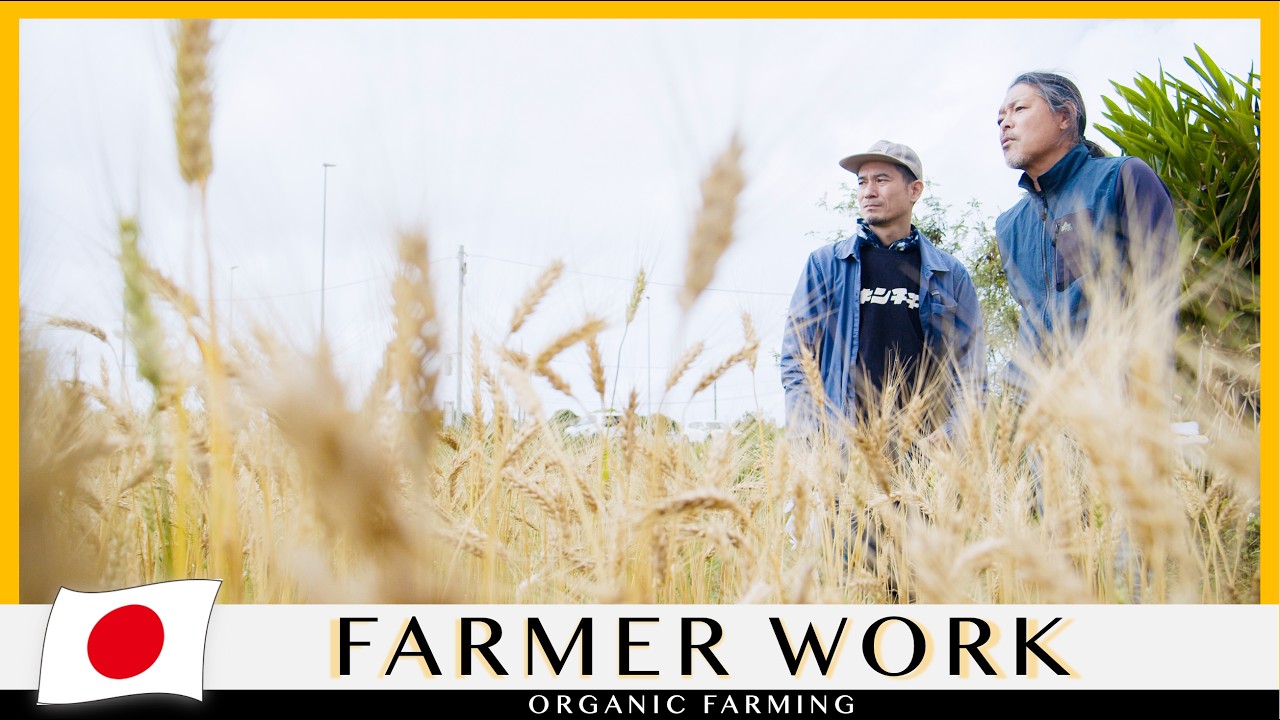 Wheat That Stirs the Heart and Awakens Memory | Reviving Wheat in Okinawa, Japan | Japanese Breads
