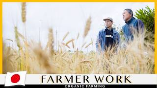 Wheat That Stirs the Heart and Awakens Memory | Reviving Wheat in Okinawa, Japan | Japanese Breads screenshot 4