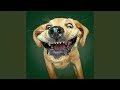 TOP 10 dog barking videos compilation 2019 ♥ Dog barking sound   Funny dogs