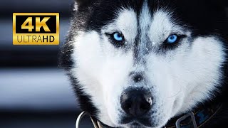 O Melhor Vídeo de Cachorros Que Você Vai Ver! (4K Ultra HD)