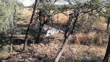 QDS technology is used to track down a wounded Zebra.
