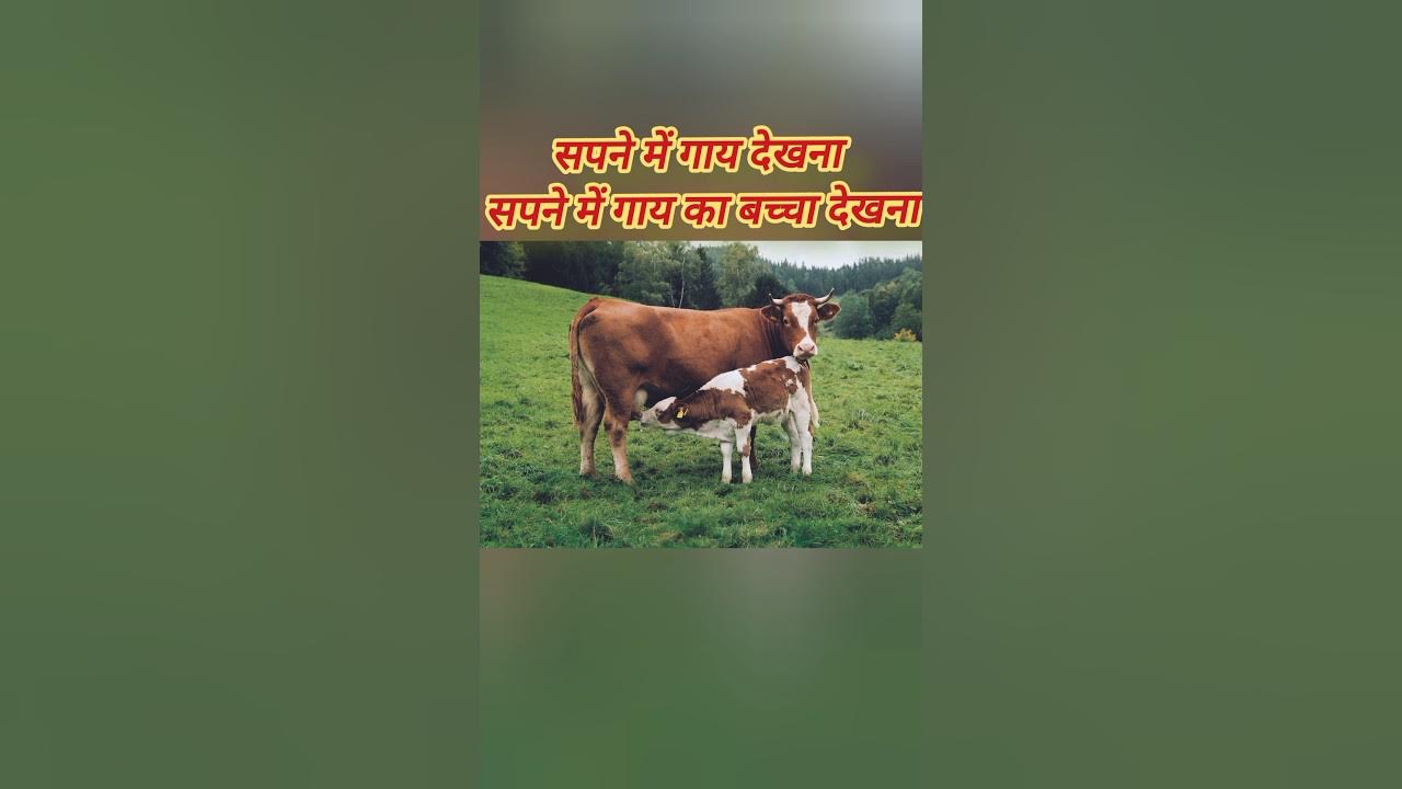 Sapne Me Gaay Dekhna Seeing sapne-me-gaay-dekhna-seeing