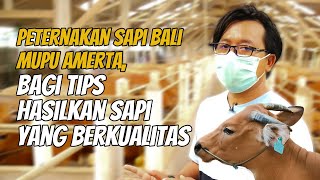Dokter Hewan Ini Sukses Kembangkan Usaha Ternak Sapi Bali | Tips Budidaya Sapi Bali Dokter Hewan Ini Sukses Kembangkan Usaha Ternak Sapi Bali | Tips Budidaya Sapi Bali