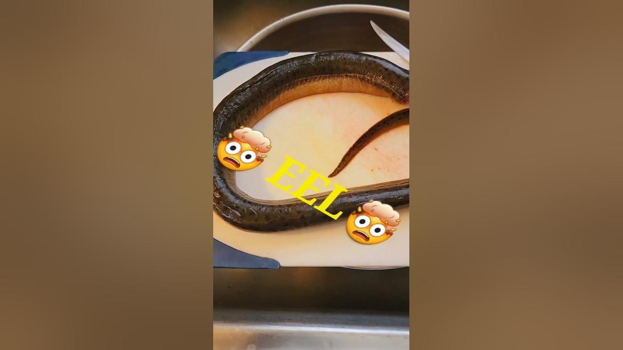 PREPARE EEL 🤯 - YouTube