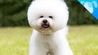 Bichon Frisé Facts by Best Breed Ever 702,246 views 9 years ago 2 minutes, 50 seconds