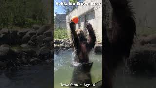 春のクマまつり冬眠から目覚め元気いっぱい#エゾヒグマ #shorts #Bear