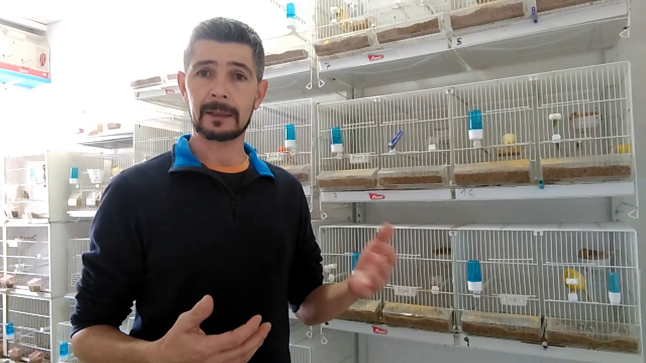 Que alimentacion es la mas adecuada para mis canarios - YouTube