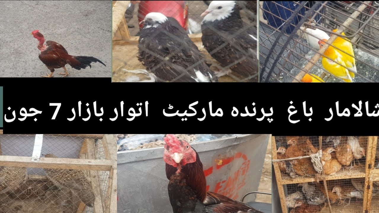 Visit Lahore Sunday Birds Market 07 Jun 2020 Shalimar Bag In Urdu Hindi