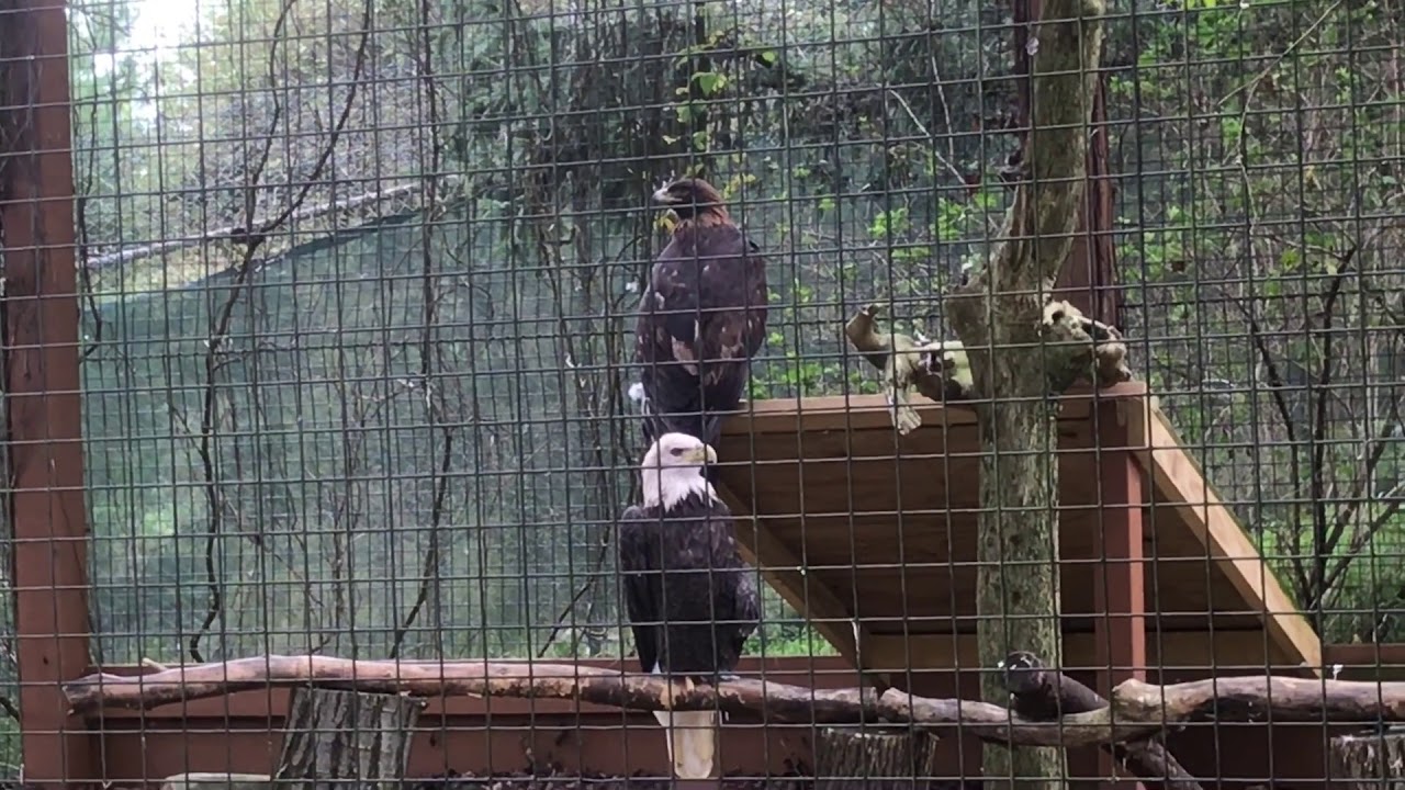 Birds of Prey - YouTube