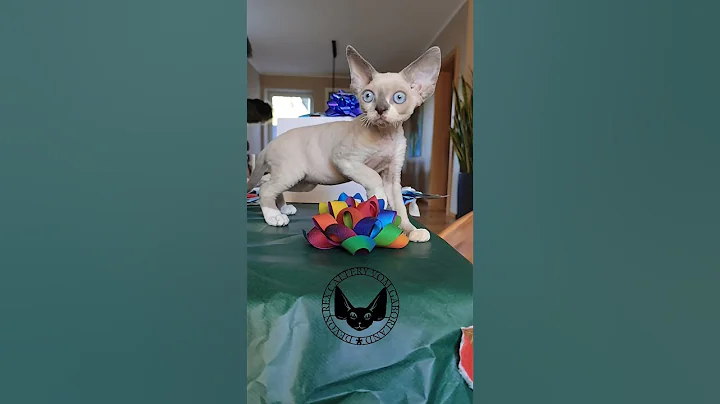Video 10380681: devon rex cat kitten, white devon rex kitten, cute devon rex kitten, devon rex blue, devon rex boy, devon rex love, white cat kittens pets, kitten blue point cats