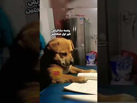 زنقة الكلاب