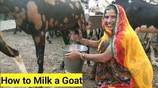 How to Milk a Goat by Girl Hand • Goat Milking by Women hand • Goat Milking By Hand • Goat Milking