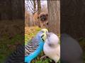 Parrots fun  front of dog  loveatfirstsightstatus love