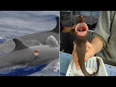 Video: Ar kastuviniai rykliai įkando?