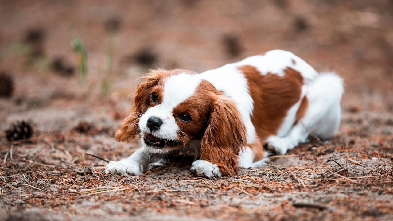 Easter Egg Hunt Fun with Your Cavalier King Charles Spaniel!