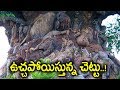 ఆ చెట్టును చూస్తే ఎవరికైనా వణుకు పుట్టడం ఖాయం..! || Most Dangerous & Mysterious Tree In Telangana