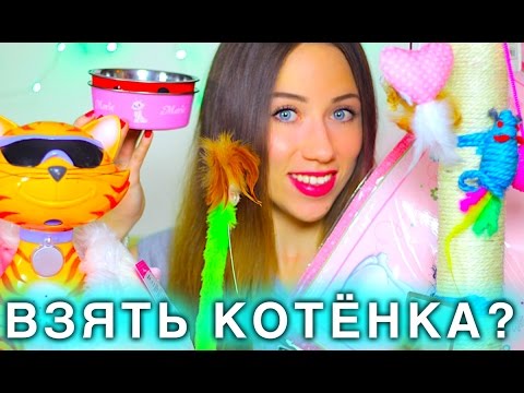 Вопрос: Как ухаживать за котятами?