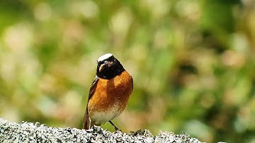 ZEISS and Samsung Digiscoping Nature June 2025  Part 1