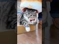 猫のために紀文のおひるねちくわクッションを衝動買いした飼い主の末路がコチラ🤣🤣🤣 #猫