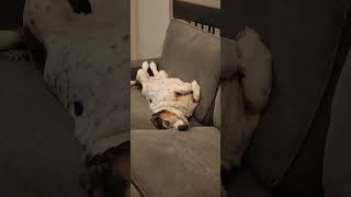 Basset hound PLAYING DEAD!  #funny #dogs