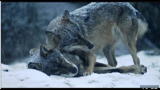 El lobo ibérico en peligro de extinción en Andalucía