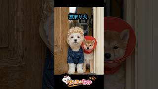 挟まり犬  #Shorts, #犬, #ちか #いぬ