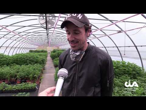 Video: La canapa può essere coltivata in Oregon?