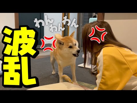 意地悪な娘に妹柴犬が犬語でブチギレに…姉犬に助けを求めるも絶望する妹柴犬