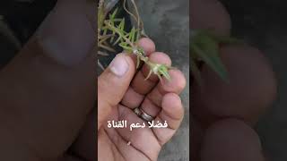 حشرة أو آفة البق الدقيقي شكلها وطريقة المكافحة 🥀