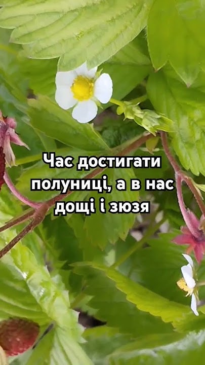 Полуниця і дощі в червні як жнива і грози в липні. #українською #мійсад ...
