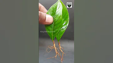 How to grow Parijatham plant from leaf cutting _ gandharaj flower #shorts #short #shortvideo