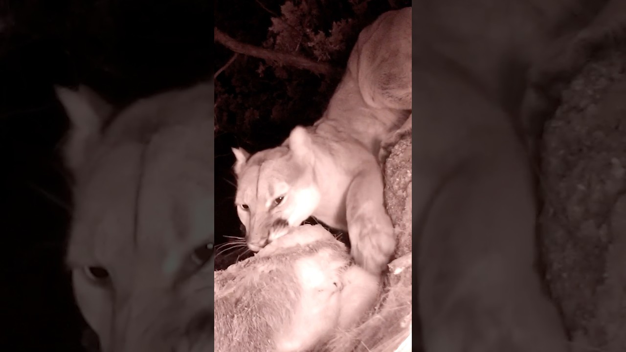 Mountain Lion dinner!
