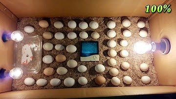 DIY How To Make Egg Incubator With CARDBOARD BOX Easy | Homemade Incubator For Chicken Eggs