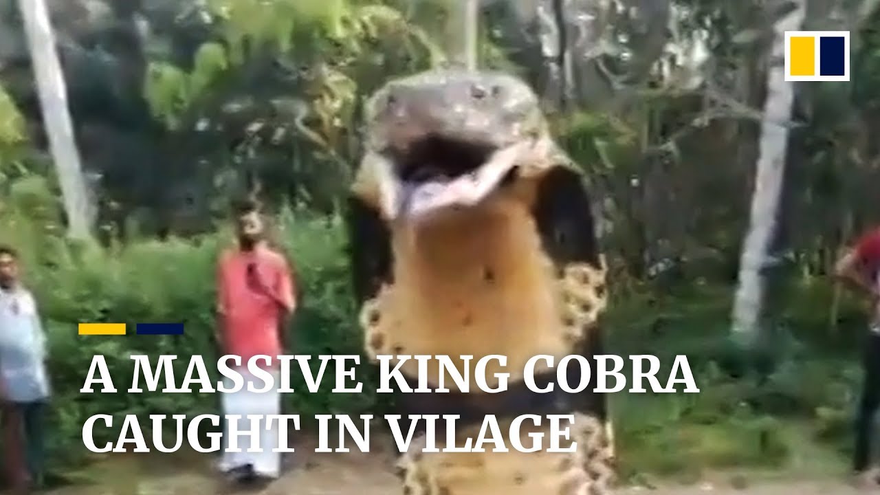 A Snake Expert Removes Massive King Cobra From Village Stream In