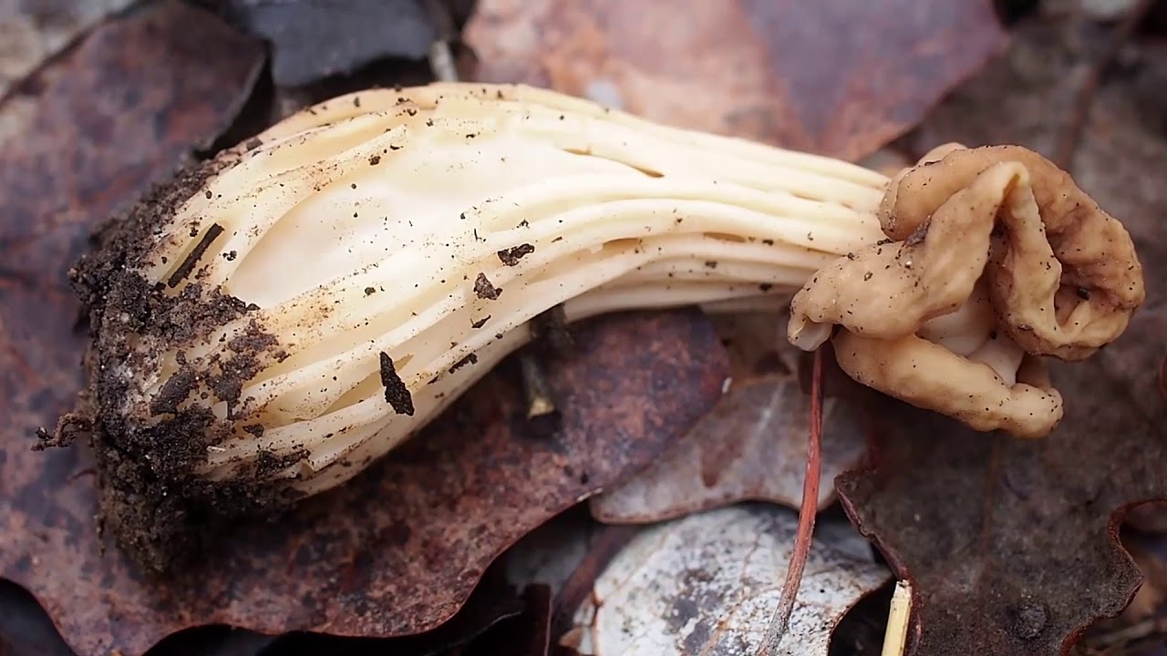 Helvelle crépue ou Morille d'automne (Helvella crispa). YouTube — free download