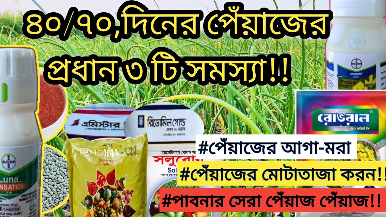 (16-02-25),৪৫/৭০দিনের পেঁয়াজের ৩টি প্রধানসমস্যার ||১)মাথা পোড়া,২)মোটা তাজা৩,পাবনার সেরা পেঁয়াজ ||