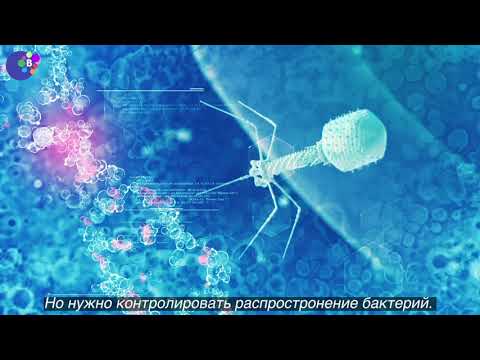 Что такое бактериофаг? | Бактериофаговая терапия