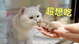 小仓鼠在多猫家庭讨生活笼外的猫天天想吃自己是什么体验