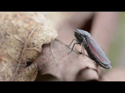 Video: The Omnipresent Dark Leafhopper