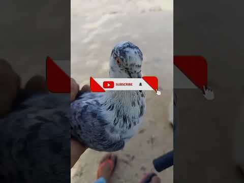 Kabootar Bazi #viral #pigeon #vairalvideo #status #video