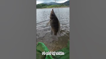 Cá Rô Phi Hồ Tự Nhiên – Hành Trình Đi Tìm Thành Quả